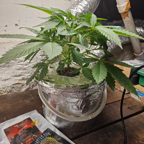 Vibes #3 growlog timeline photo