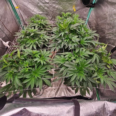 Grape Mint Cookie  growlog timeline photo