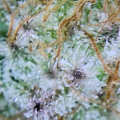 Wine Mom Ithacan Genetics  growlog timeline photo