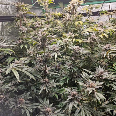 Wine Mom Ithacan Genetics  growlog timeline photo