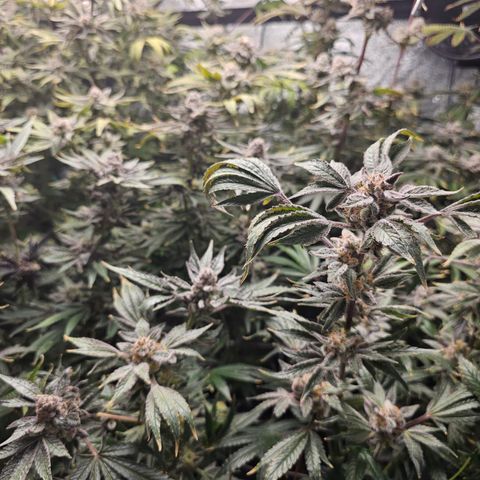 Wine Mom Ithacan Genetics  growlog timeline photo