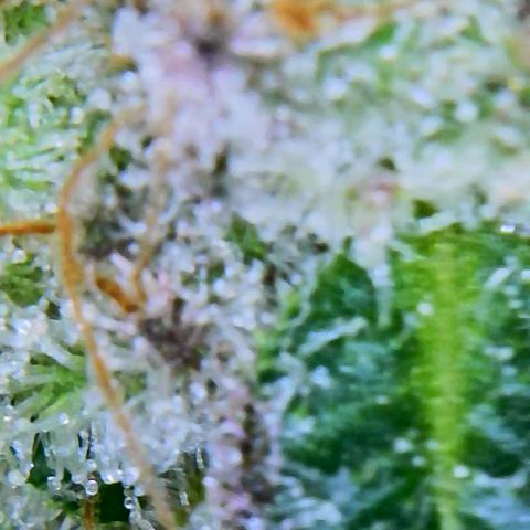 Wine Mom Ithacan Genetics  growlog timeline photo