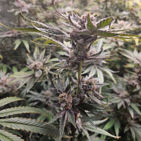 Wine Mom Ithacan Genetics  growlog timeline photo