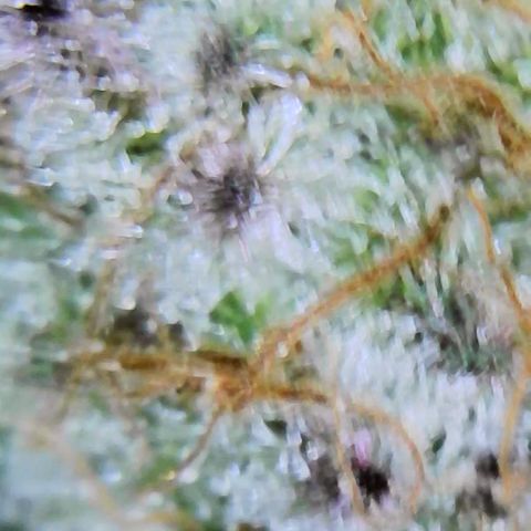 Wine Mom Ithacan Genetics  growlog timeline photo