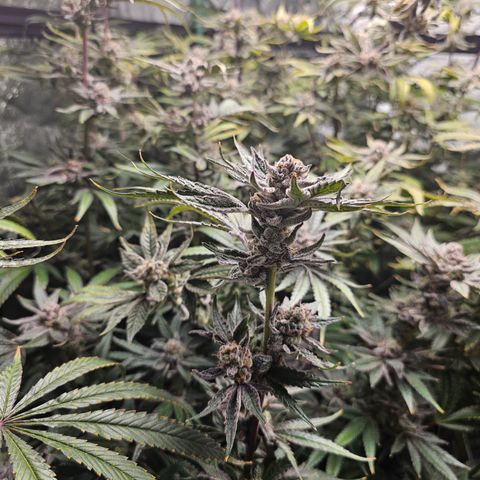 Wine Mom Ithacan Genetics  growlog timeline photo