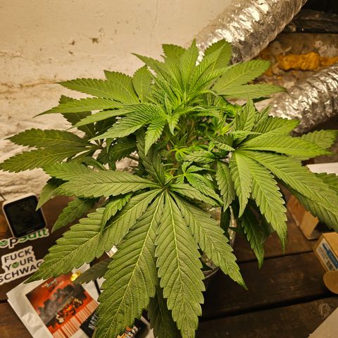 Vibes #3 growlog timeline photo