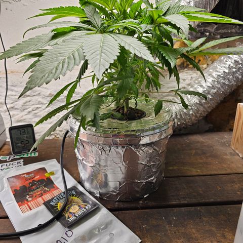 Vibes #3 growlog timeline photo