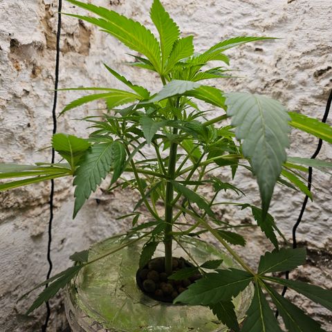 Vibes #3 growlog timeline photo