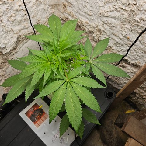 Vibes #3 growlog timeline photo