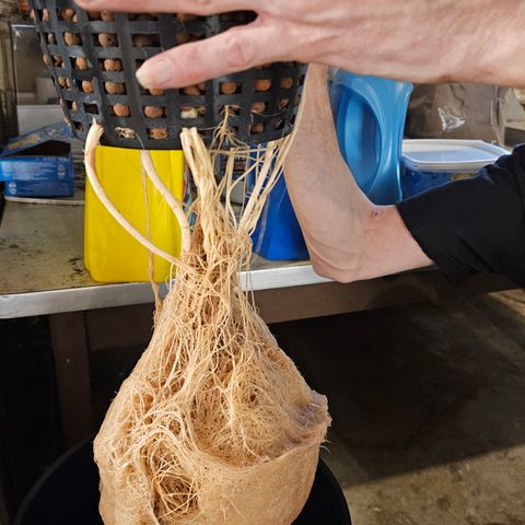 Wine Mom Ithacan Genetics  growlog timeline photo