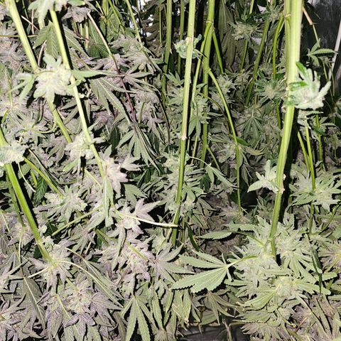 Wine Mom Ithacan Genetics  growlog timeline photo