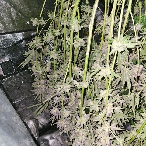 Wine Mom Ithacan Genetics  growlog timeline photo