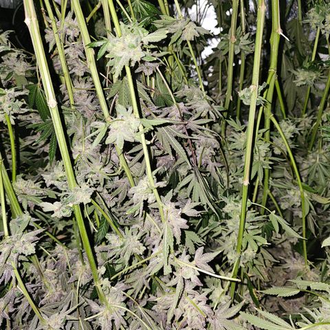 Wine Mom Ithacan Genetics  growlog timeline photo
