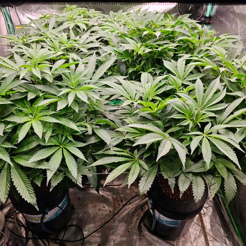 Grape Mint Cookie  growlog timeline photo