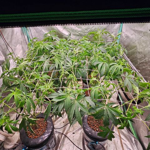 Grape Mint Cookie  growlog timeline photo