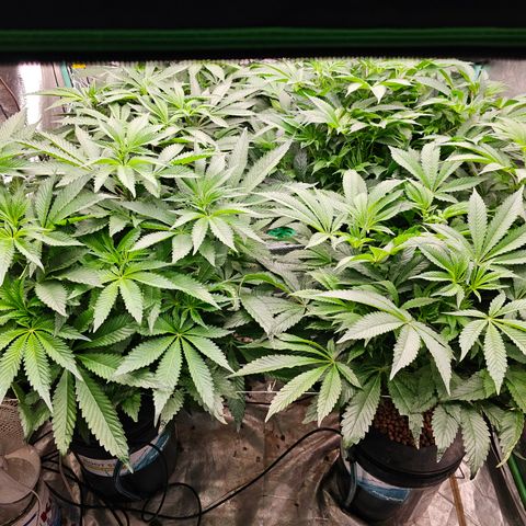Grape Mint Cookie  growlog timeline photo