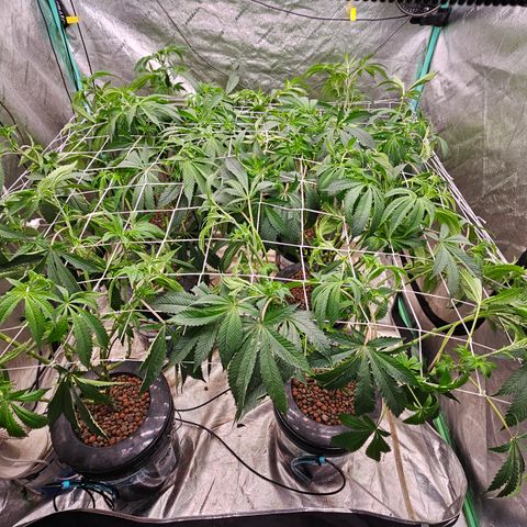 Grape Mint Cookie  growlog timeline photo