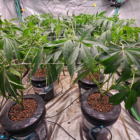 Grape Mint Cookie  growlog timeline photo