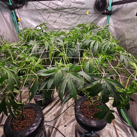 Grape Mint Cookie  growlog timeline photo