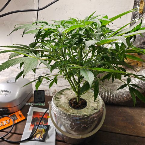Vibes #3 growlog timeline photo