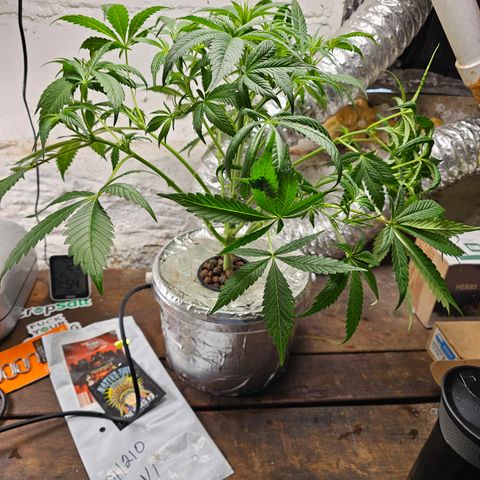 Vibes #3 growlog timeline photo