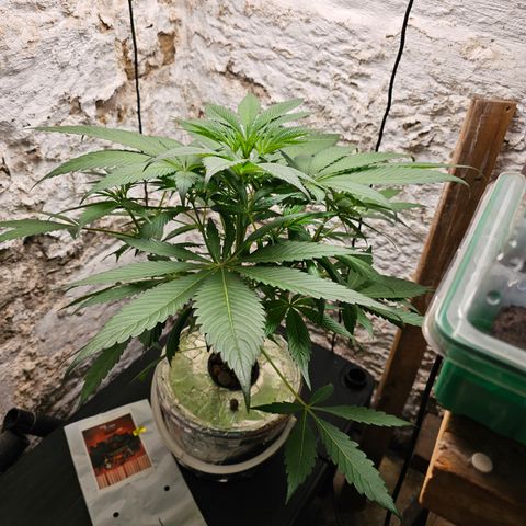 Vibes #3 growlog timeline photo