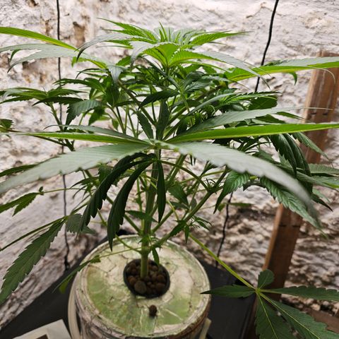 Vibes #3 growlog timeline photo
