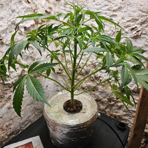 Vibes #3 growlog timeline photo