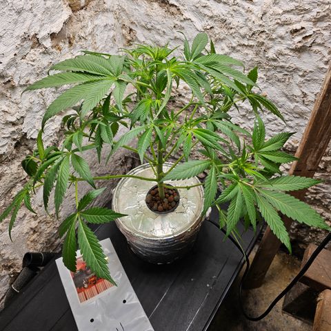 Vibes #3 growlog timeline photo