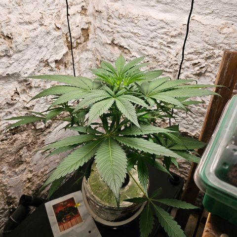 Vibes #3 growlog timeline photo