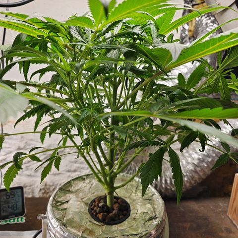 Vibes #3 growlog timeline photo