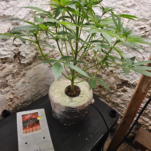 Vibes #3 growlog timeline photo