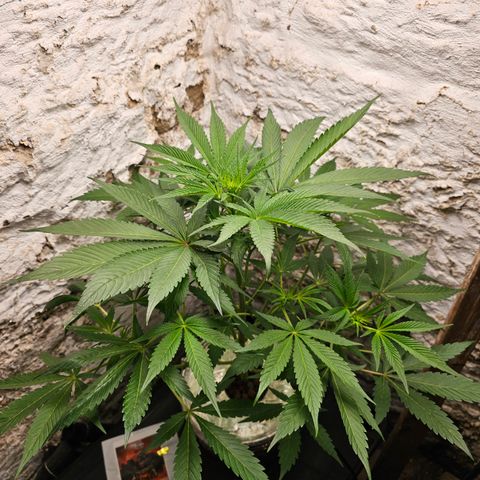 Vibes #3 growlog timeline photo