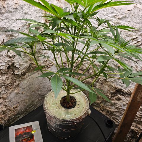 Vibes #3 growlog timeline photo