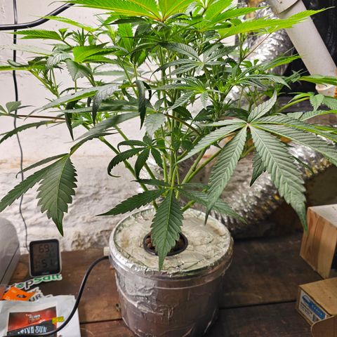 Vibes #3 growlog timeline photo