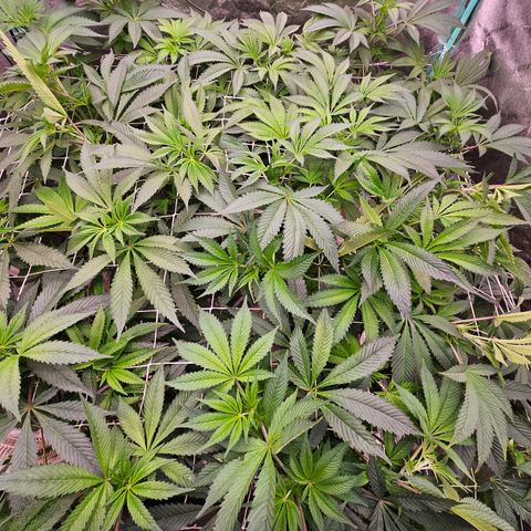 Grape Mint Cookie  growlog timeline photo