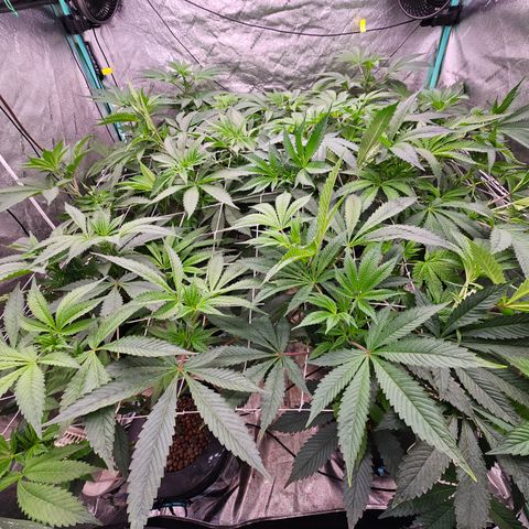 Grape Mint Cookie  growlog timeline photo