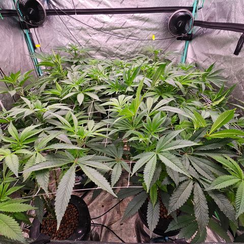 Grape Mint Cookie  growlog timeline photo