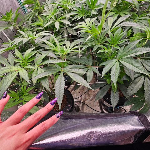 Grape Mint Cookie  growlog timeline photo