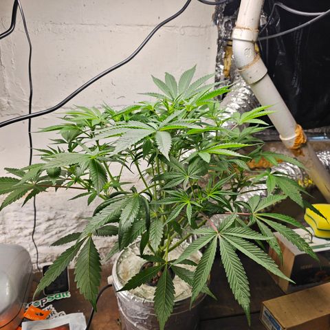 Vibes #3 growlog timeline photo
