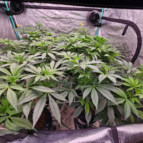 Grape Mint Cookie  growlog timeline photo