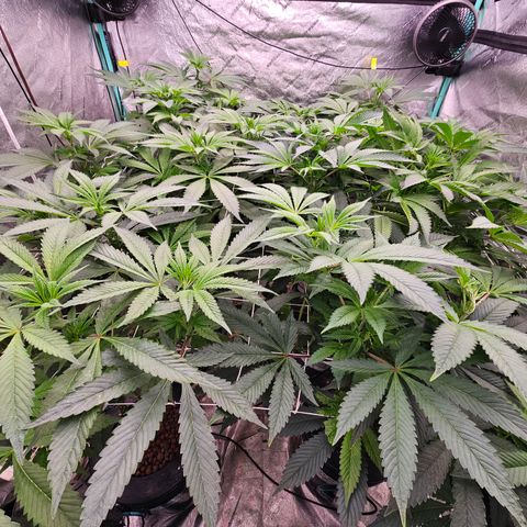 Grape Mint Cookie  growlog timeline photo
