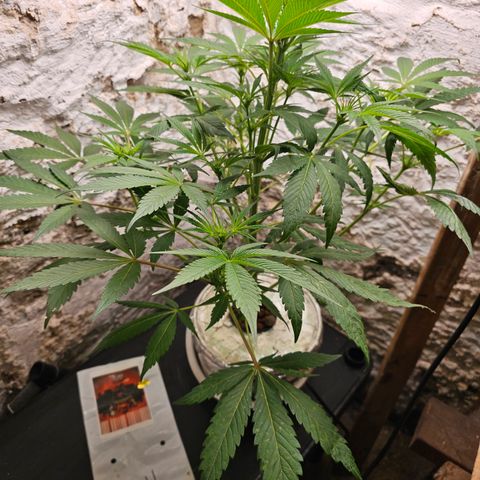 Vibes #3 growlog timeline photo