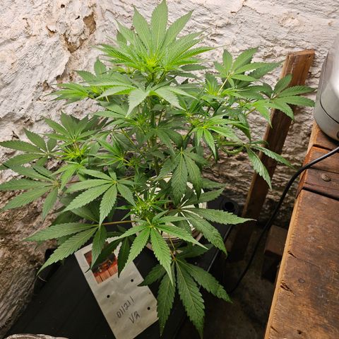 Vibes #3 growlog timeline photo