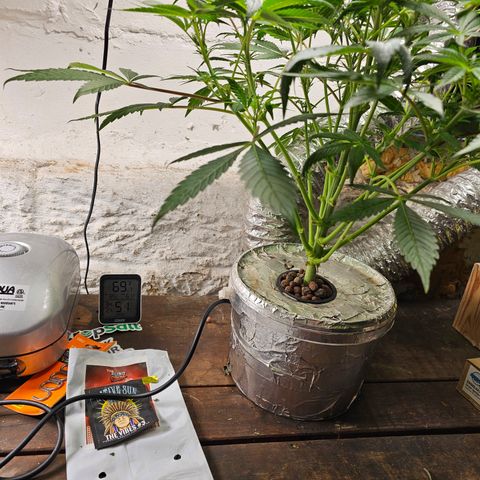 Vibes #3 growlog timeline photo