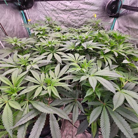 Grape Mint Cookie  growlog timeline photo