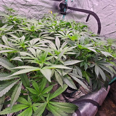 Grape Mint Cookie  growlog timeline photo