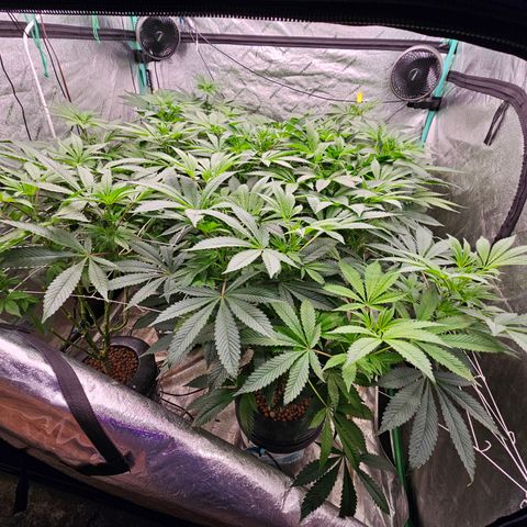 Grape Mint Cookie  growlog timeline photo