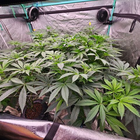 Grape Mint Cookie  growlog timeline photo