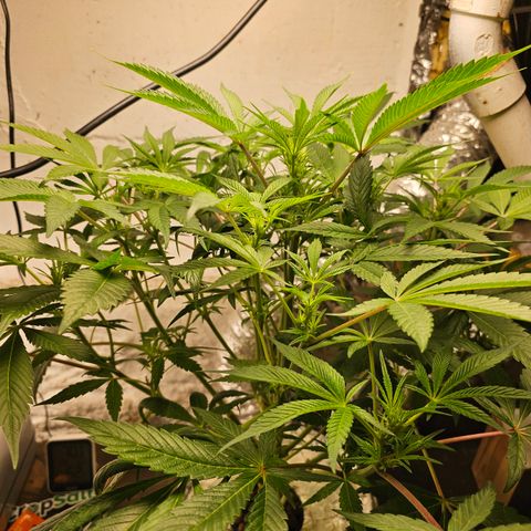 Vibes #3 growlog timeline photo